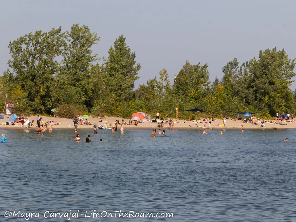 A view of a sandy beach from the water with tall trees in the background