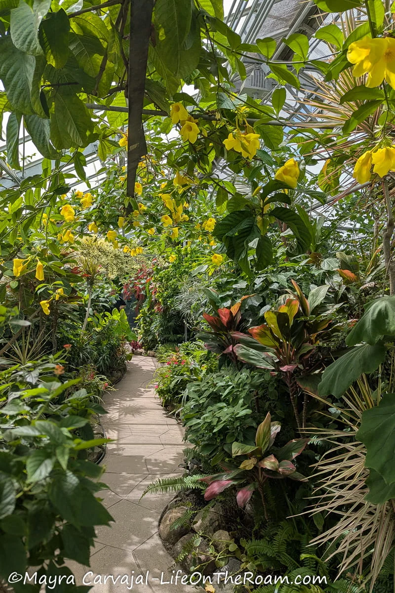 A lush garden in a greenhouse with yellow flowers