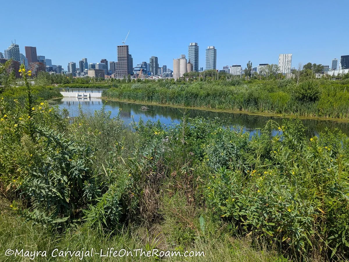 View of the skyline of a city from a park with a wetland environment alongside a main waterways and trails