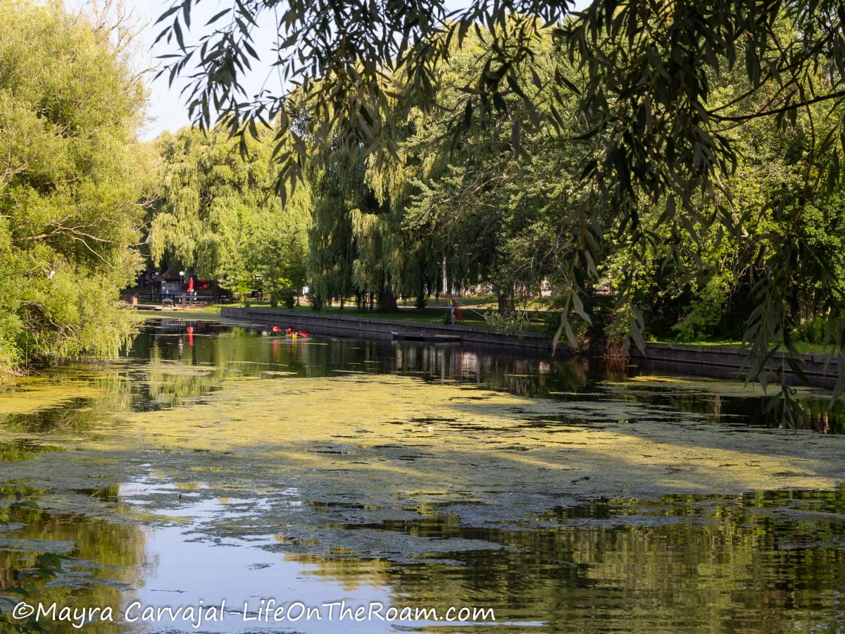 A canal with mature trees along the concrete borders