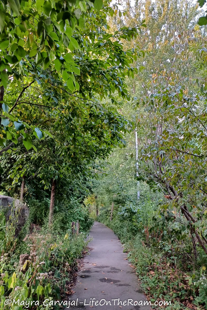 A narrow pathway between trees and tall grasses