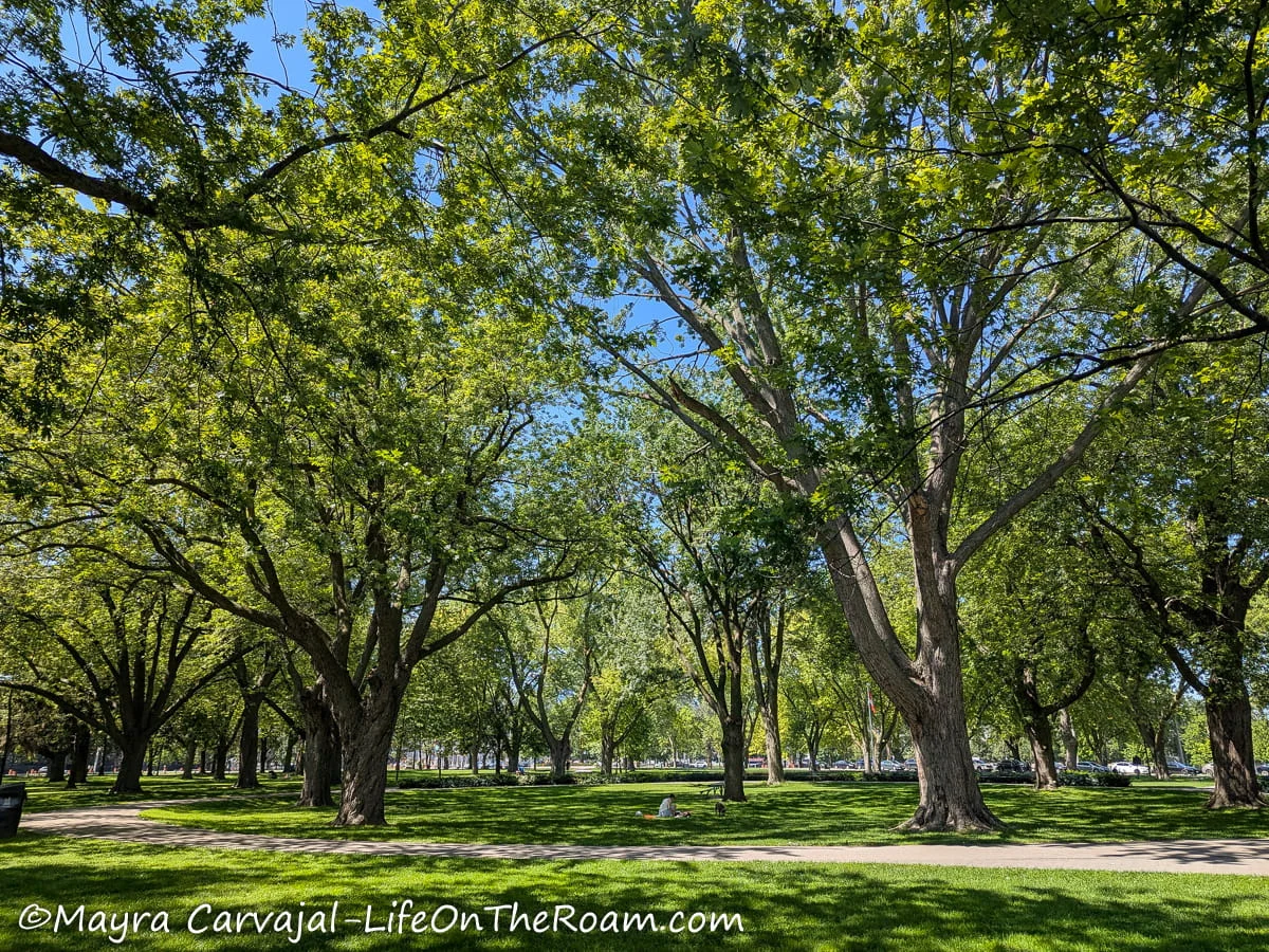 Mature trees in a park arranged in a circle