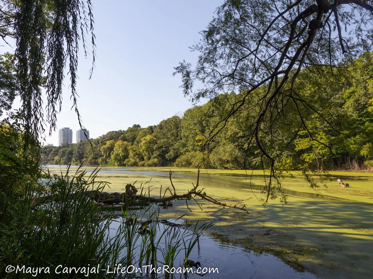 A large pond surrounded by big trees and tall buildings in the background