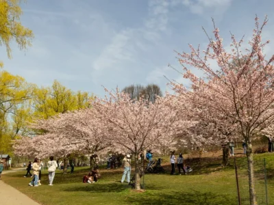 A cluster of Cherry blossom trees in a park