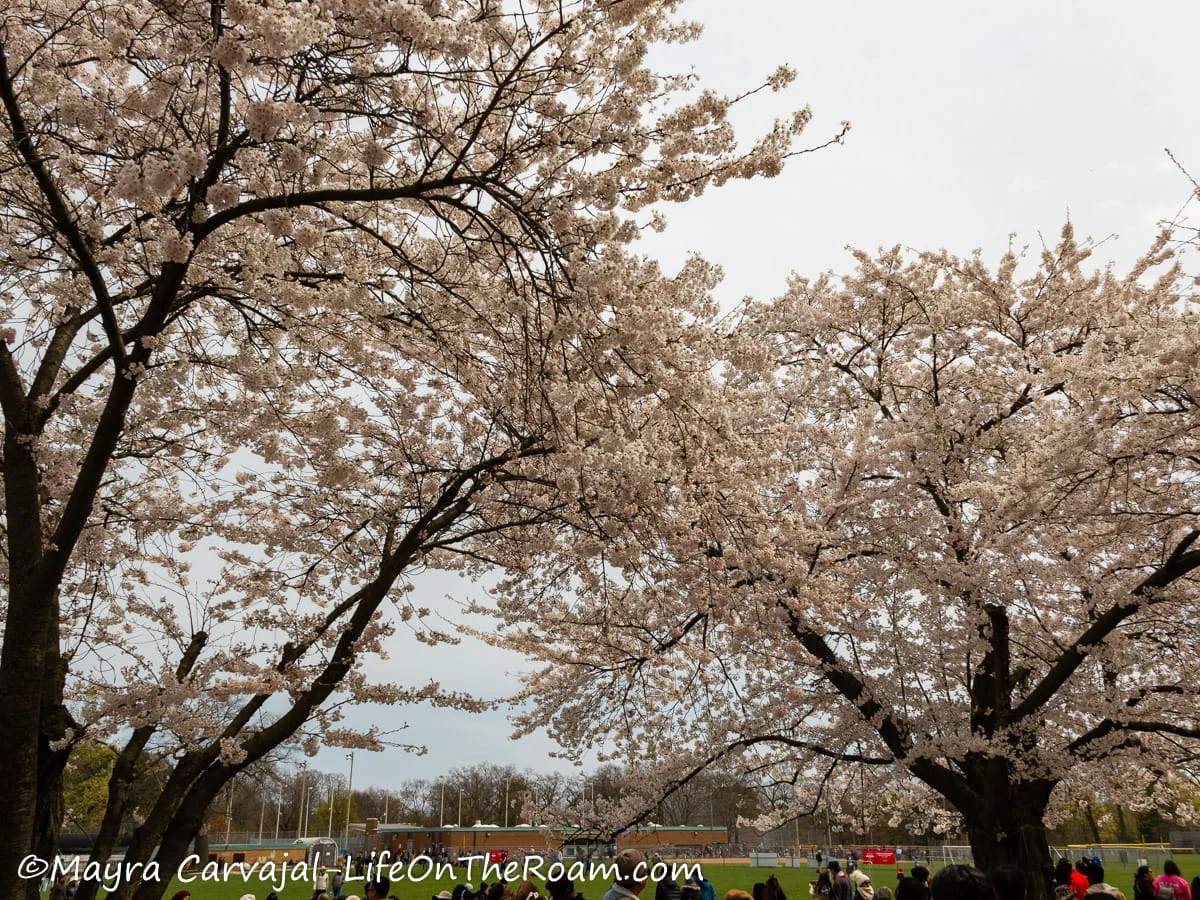 A cluster of blooming cherry trees in a park