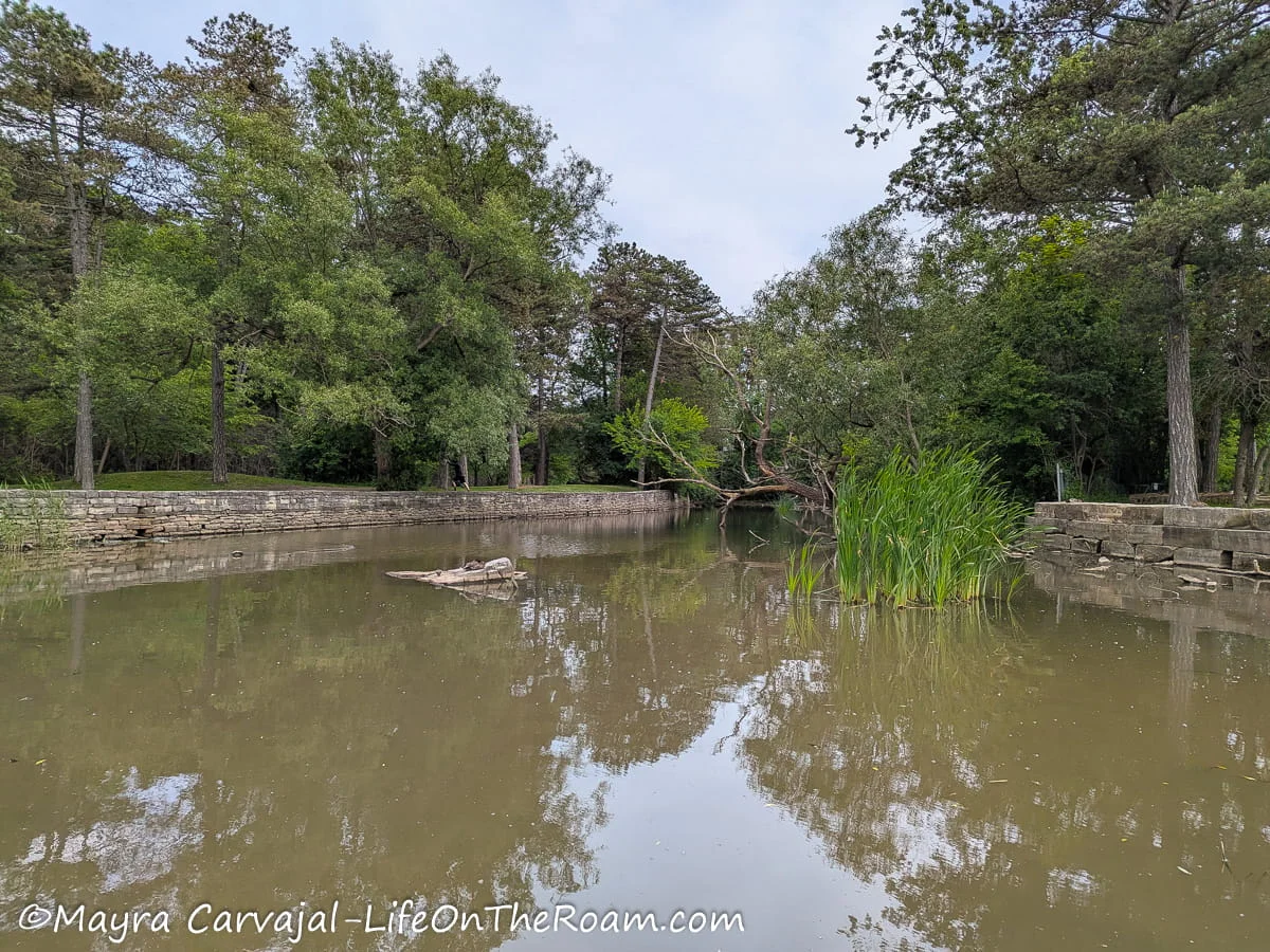 Mature trees reflecting over a pond
