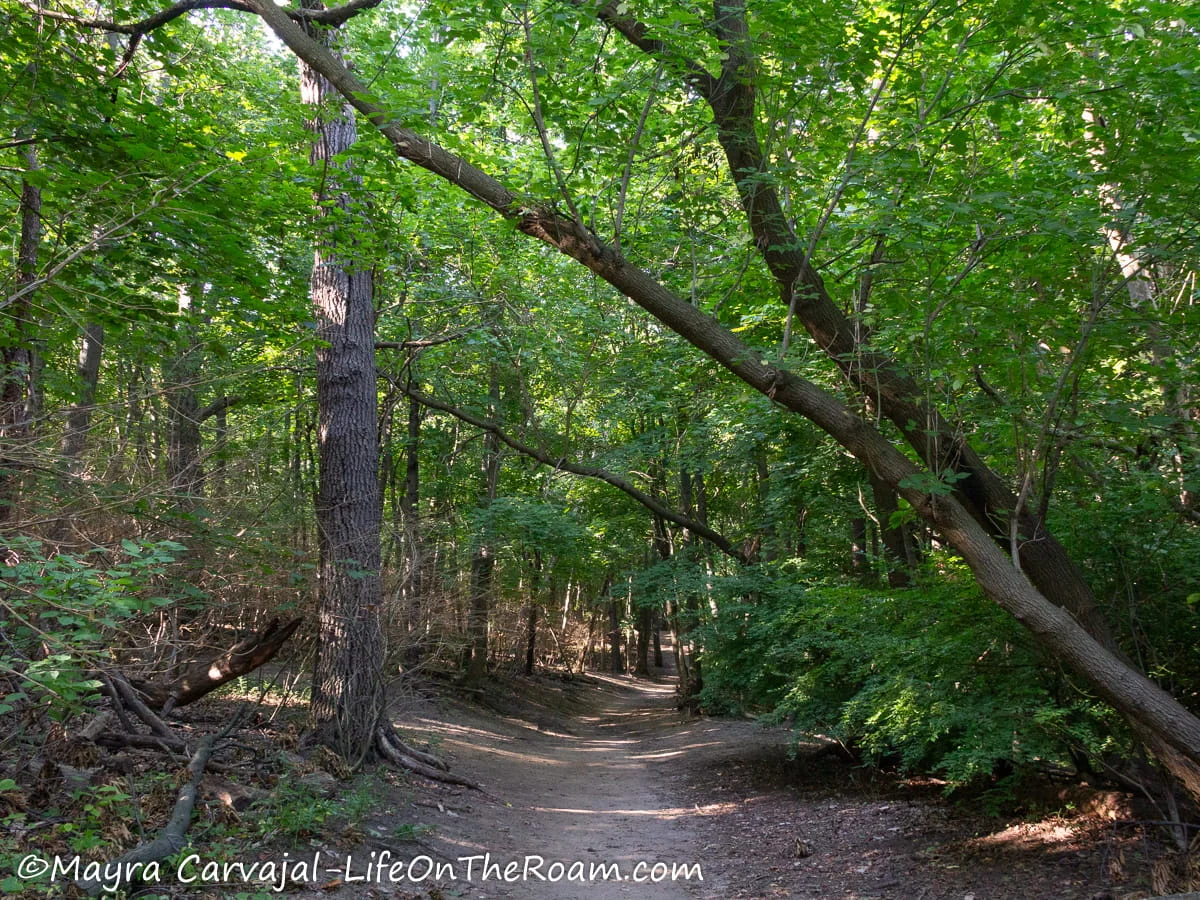 A hiking trail with big leafy trees