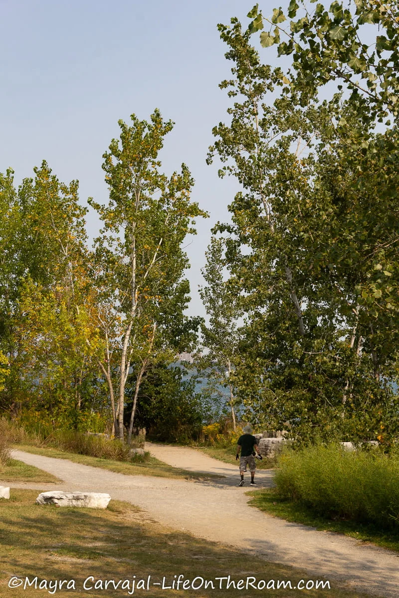 A trail with trees in an urban park
