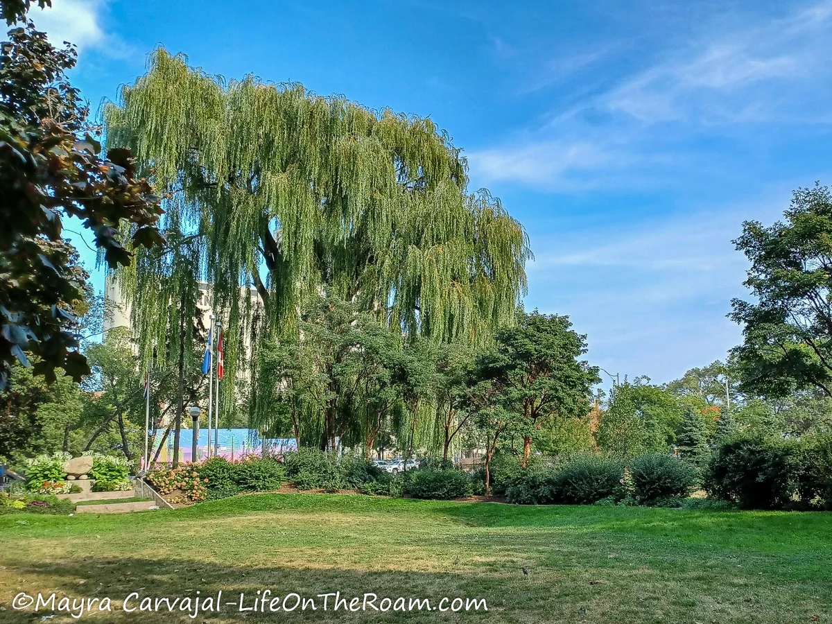 An open space in an urban park with tall trees in the perimetre