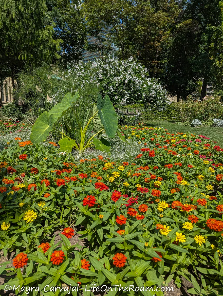 A garden with abundant orange and yellow flowers