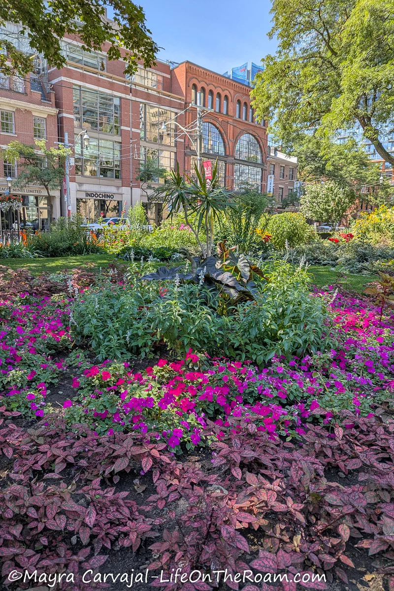 A garden with magenta and violet leaves and flowers in a historic district of Toronto