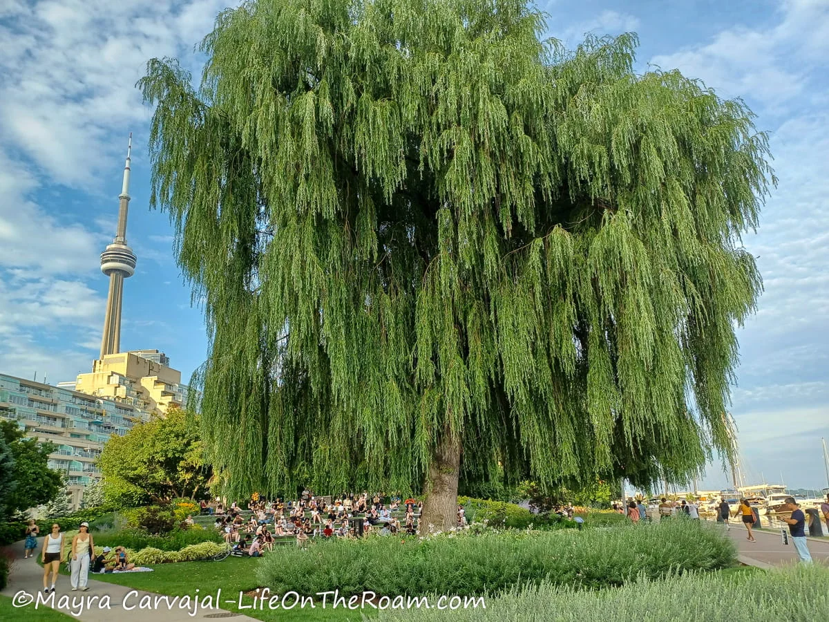 A tall weeping willow tree under which performances are held