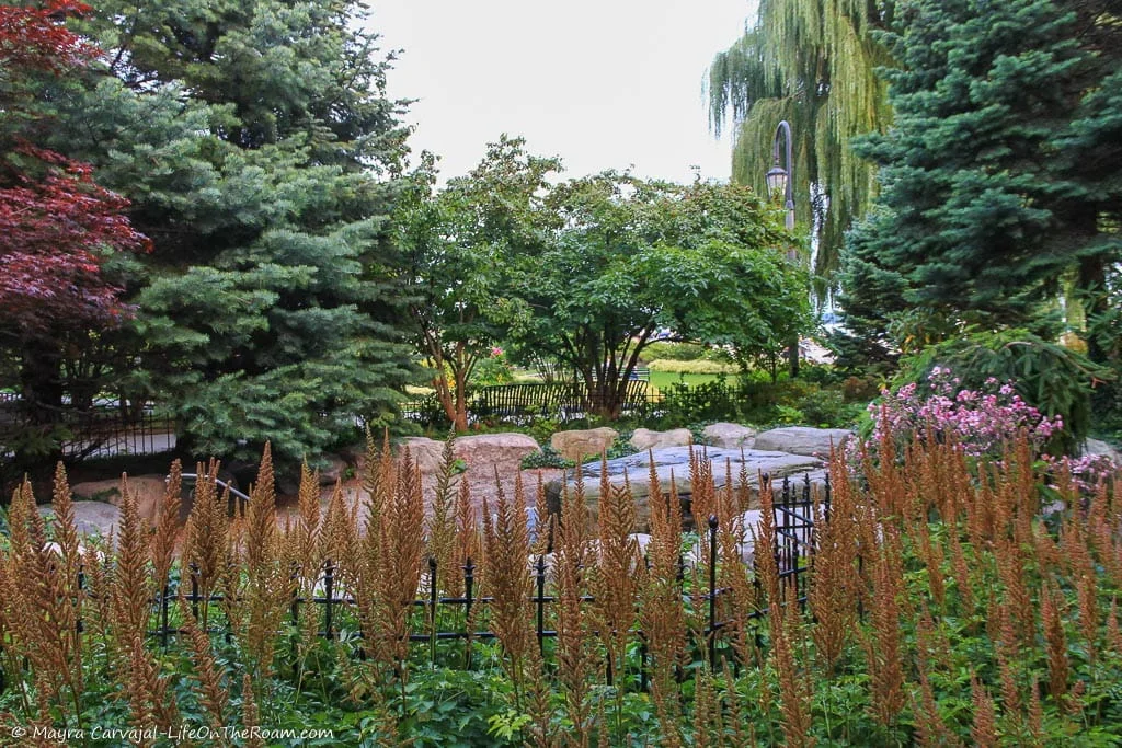 A garden with conifers in a circle with a stone in the centre
