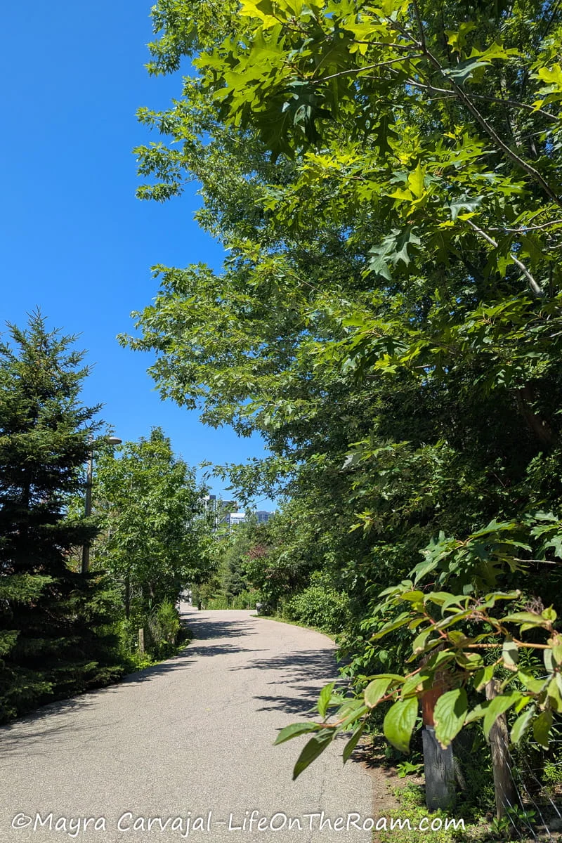 Mature trees flanking a paved trail in an urban park