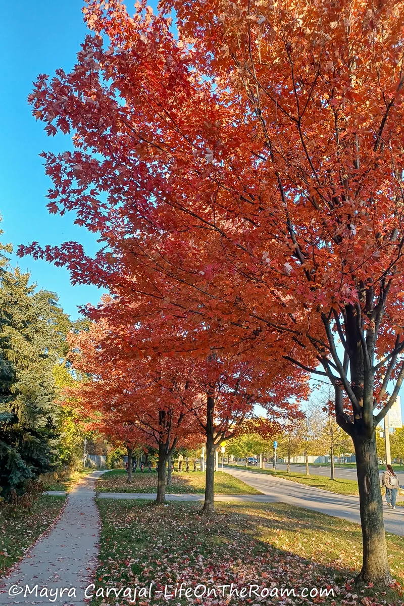 A tree with red leaves