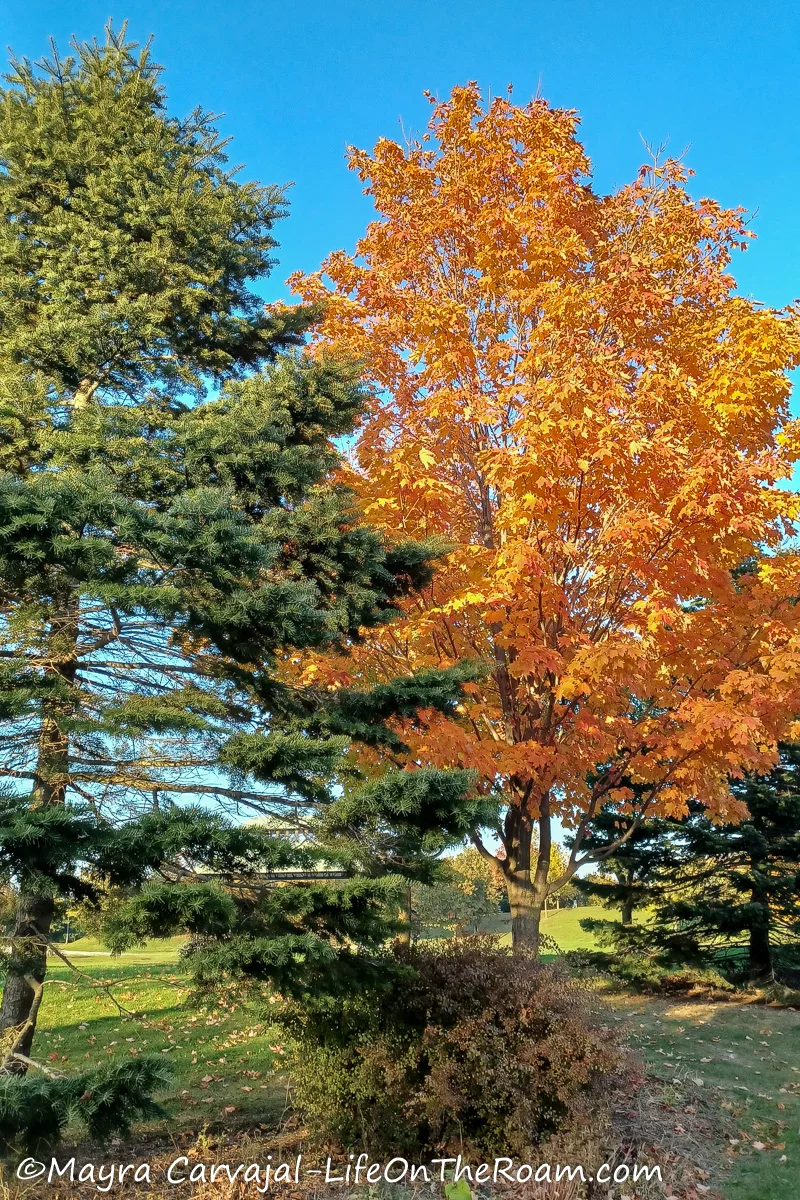 An evergreen and a tree with yellow leaves