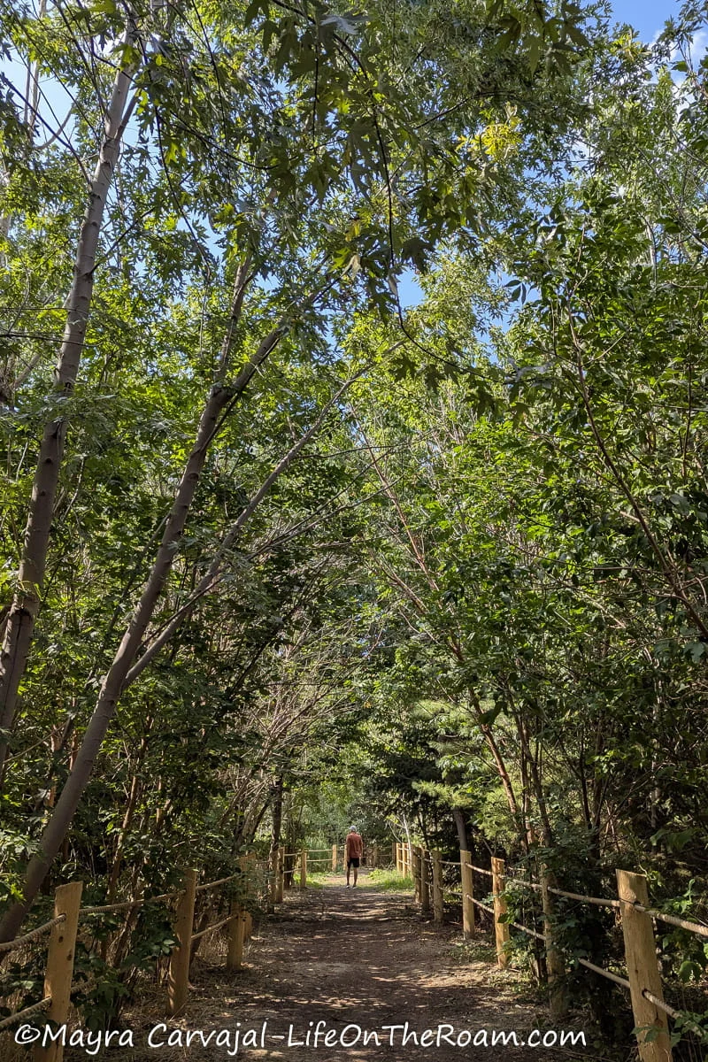A hiking trail inside an urban forest
