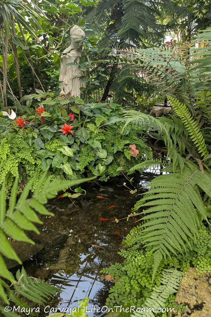 A pond with fish and a sculpture and many ferns
