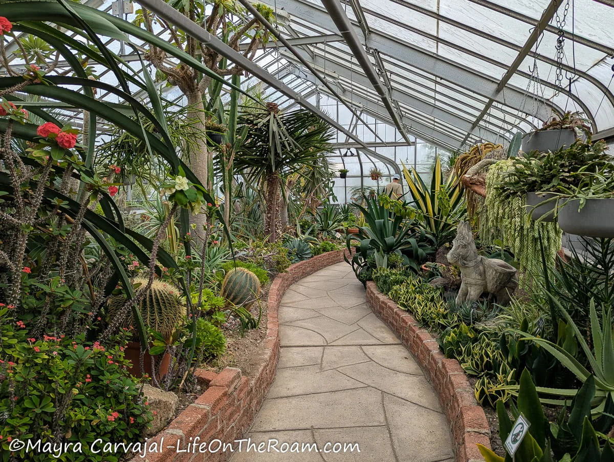 A greenhouse with many desert plans