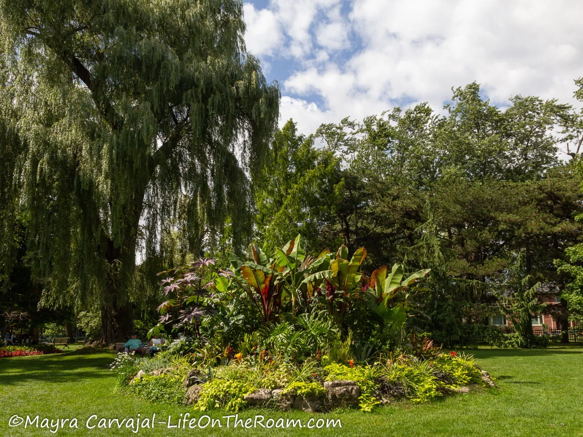 A garden with a central circular feature with a huge tree in the background