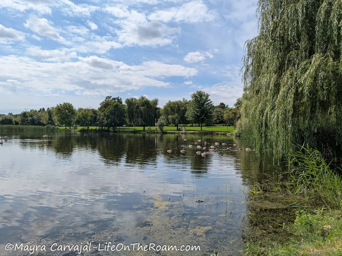 A pond with waterfowl with big trees along the edge