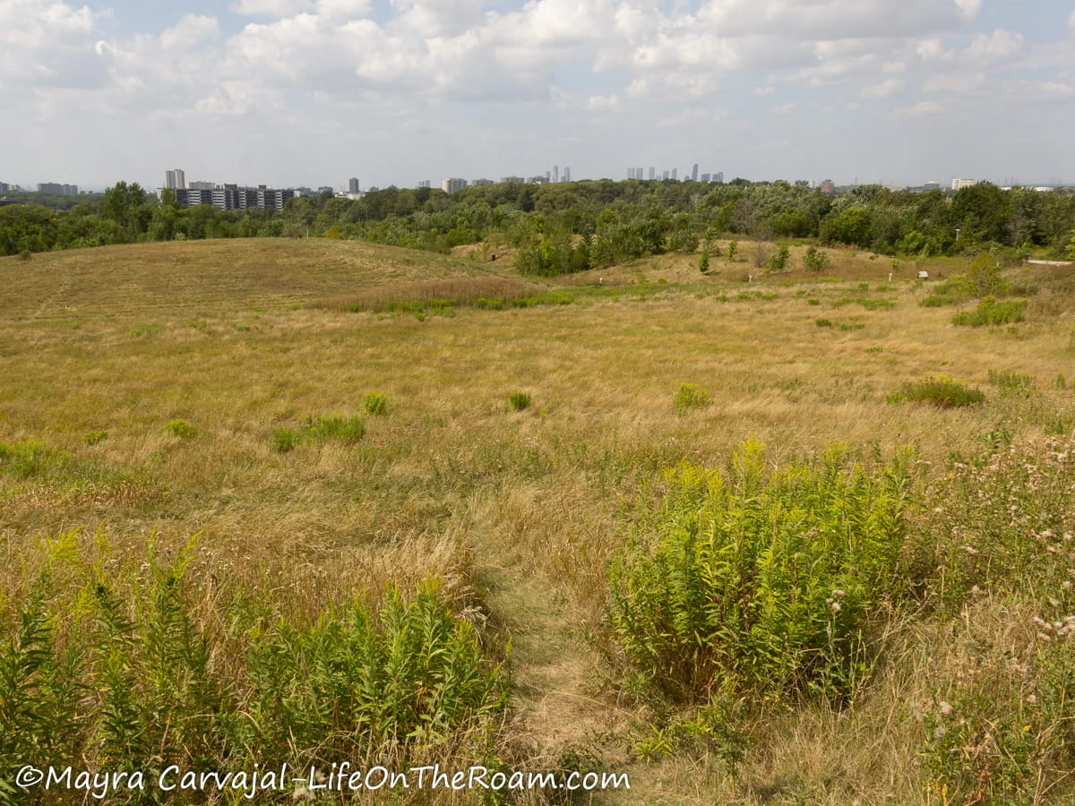 A tallgrass prairie in an urban park