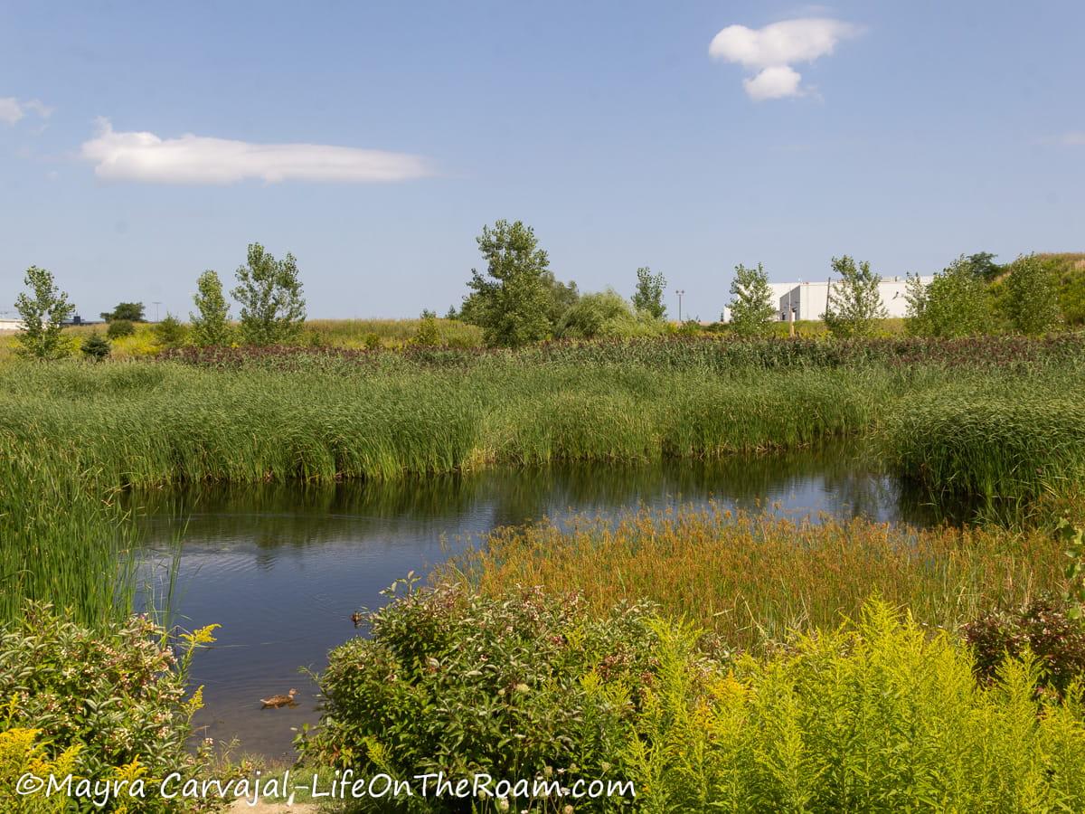 A pond surrounded by tall vegetation